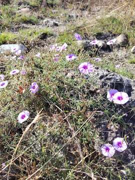 Sivun <i>Ipomoea <i>ternifolia</i></i> var. ternifolia kuva