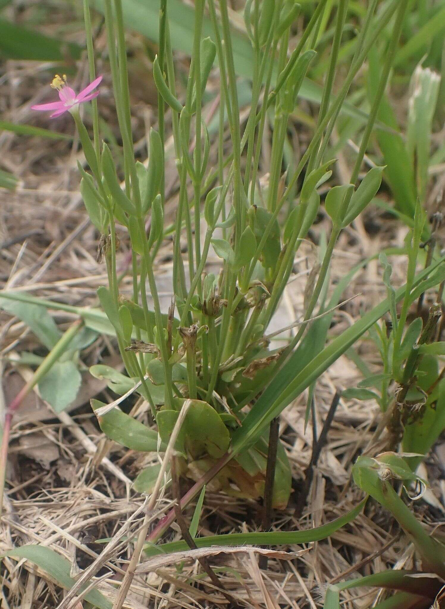 Image of Schenkia australis (R. Br.) G. Mansion