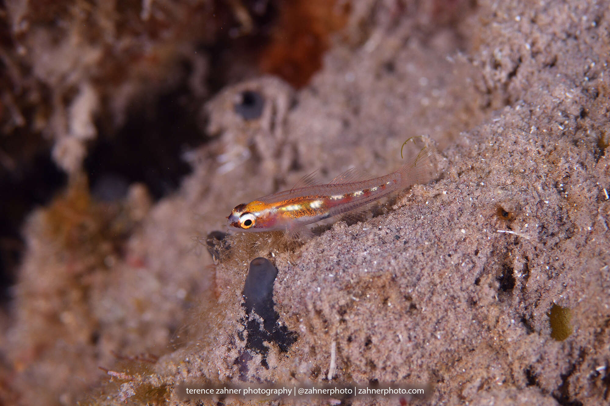 Image of Glass Goby