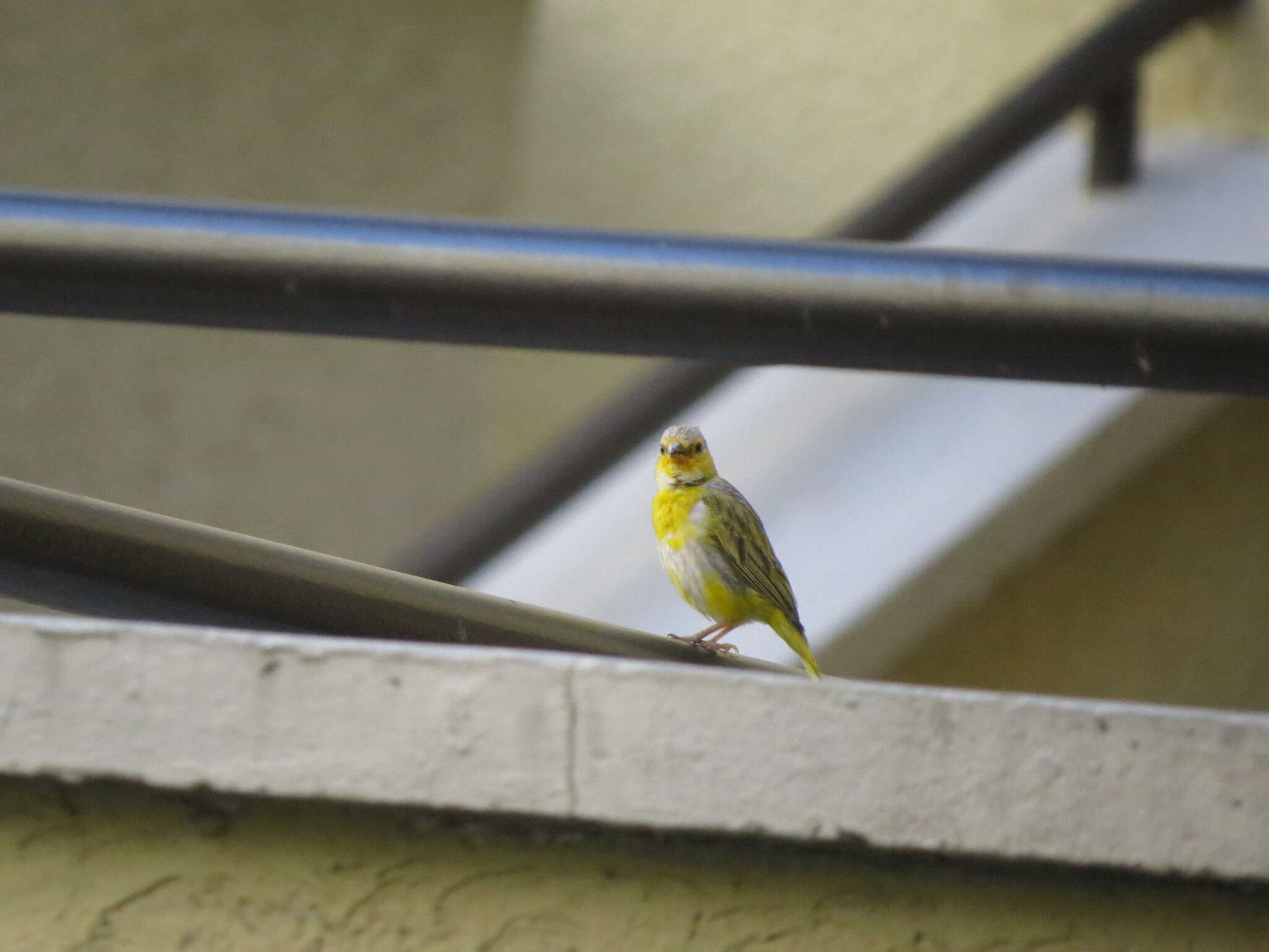 Image of Sicalis flaveola flaveola (Linnaeus 1766)