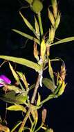 Image of Dicliptera cernua (Nees) J. C. Manning & Goldblatt