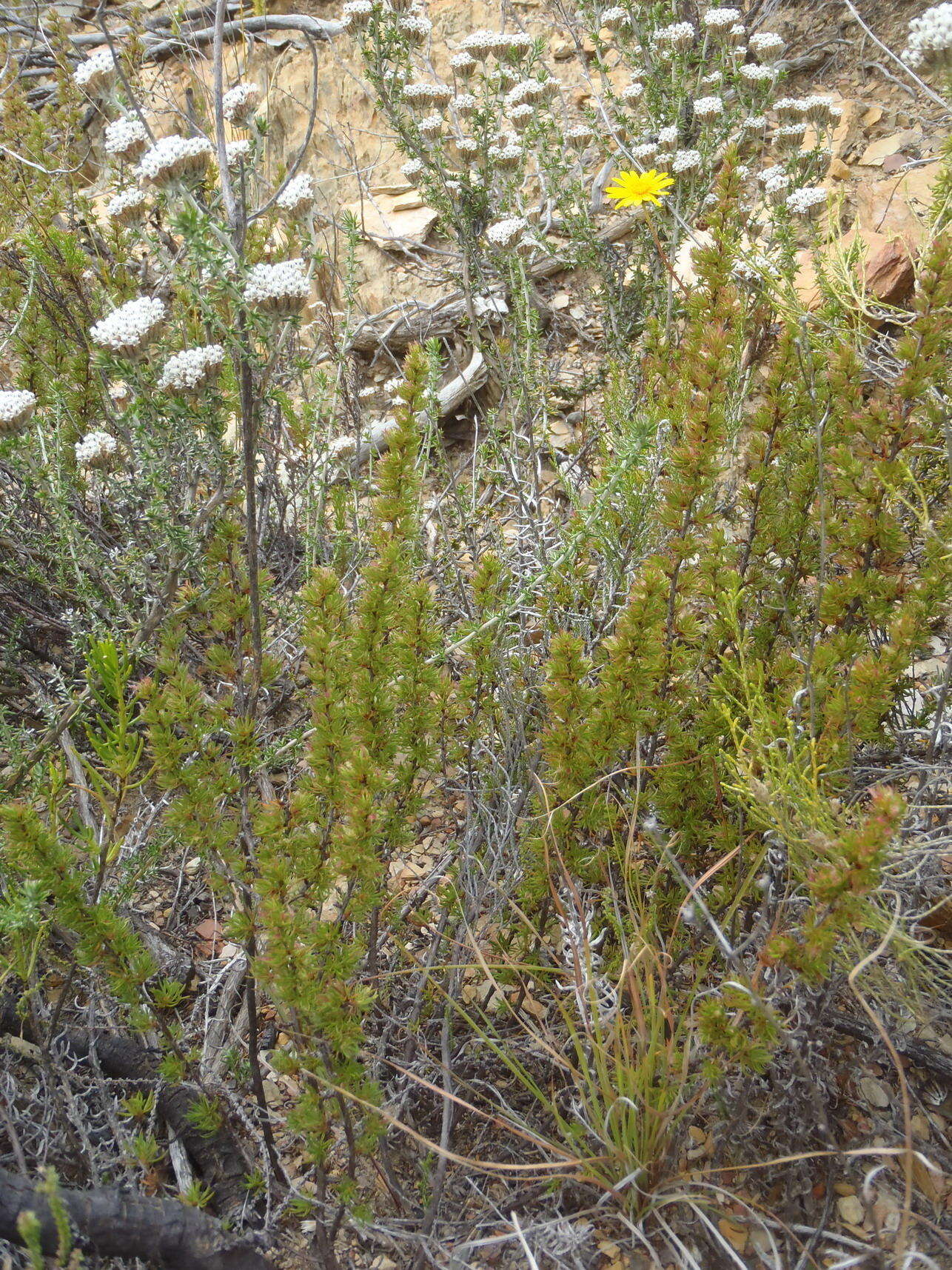 Image of Cliffortia arcuata Weim.