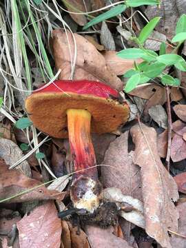 Image of Dupain's Bolete