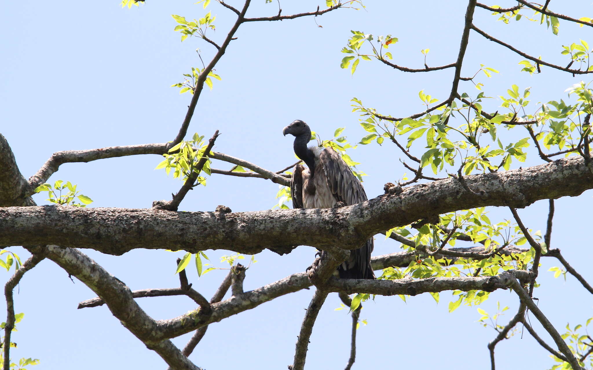 Image of Slender-billed Vulture