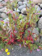 Image of Epilobium collinum C. C. Gmel.