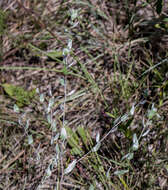 Image of western silver aster