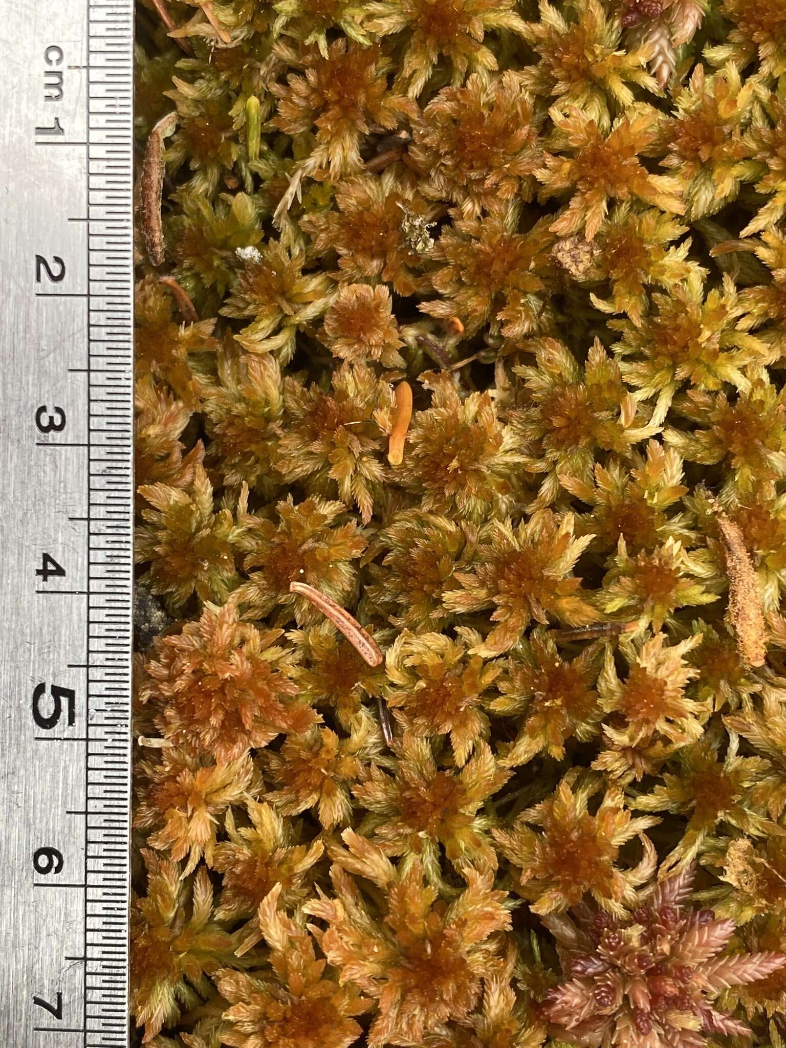 Imagem de Sphagnum flavicomans Warnstorf 1911