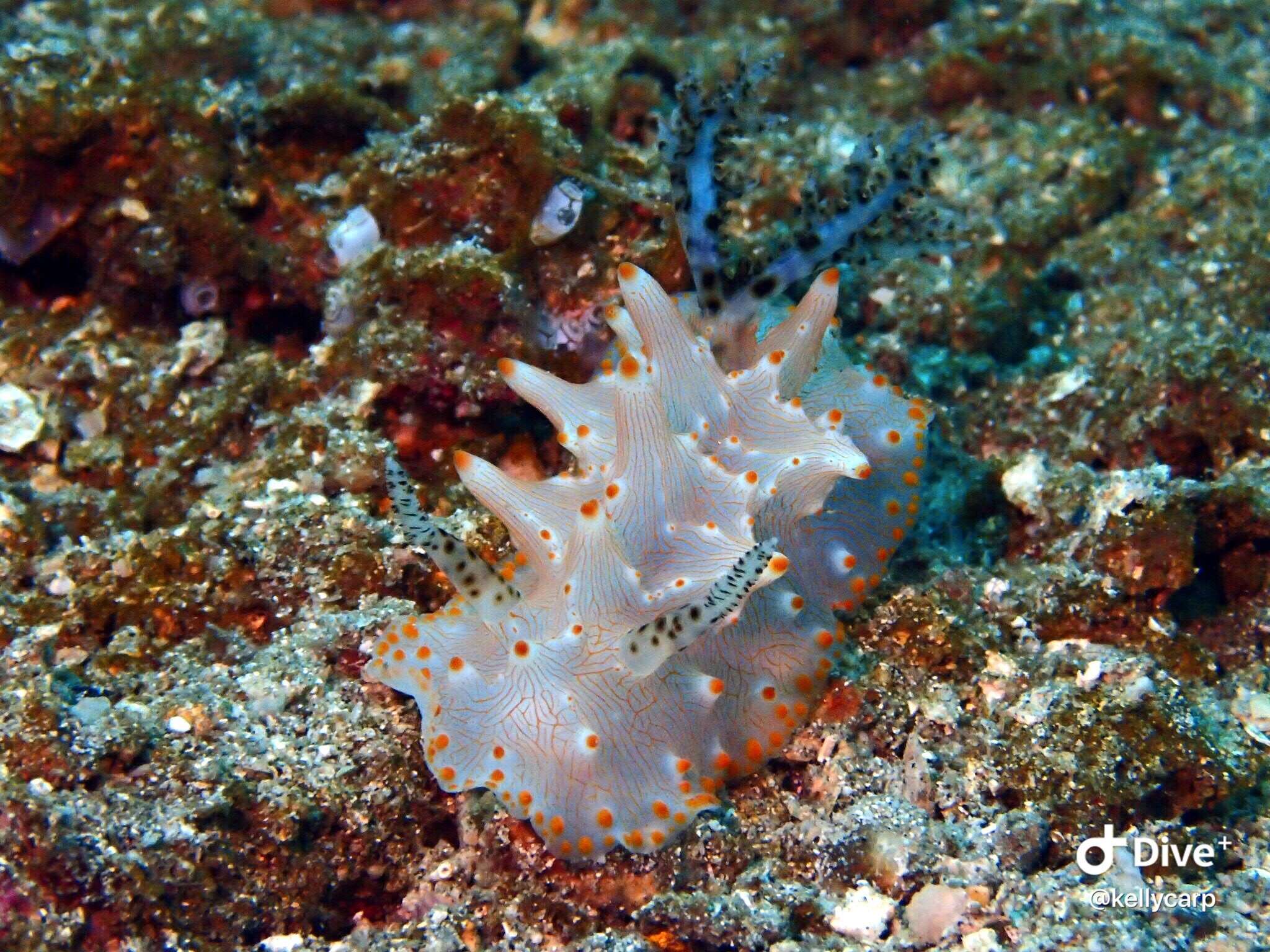 Image of Orange spot white lumpy slug