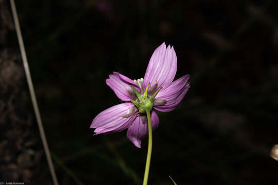 Image of Cosmos ochroleucoflorus Melchert