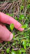 Imagem de Myosotis tenericaulis Petrie.