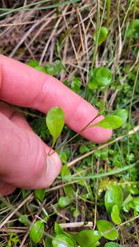 Image de Myosotis tenericaulis Petrie.