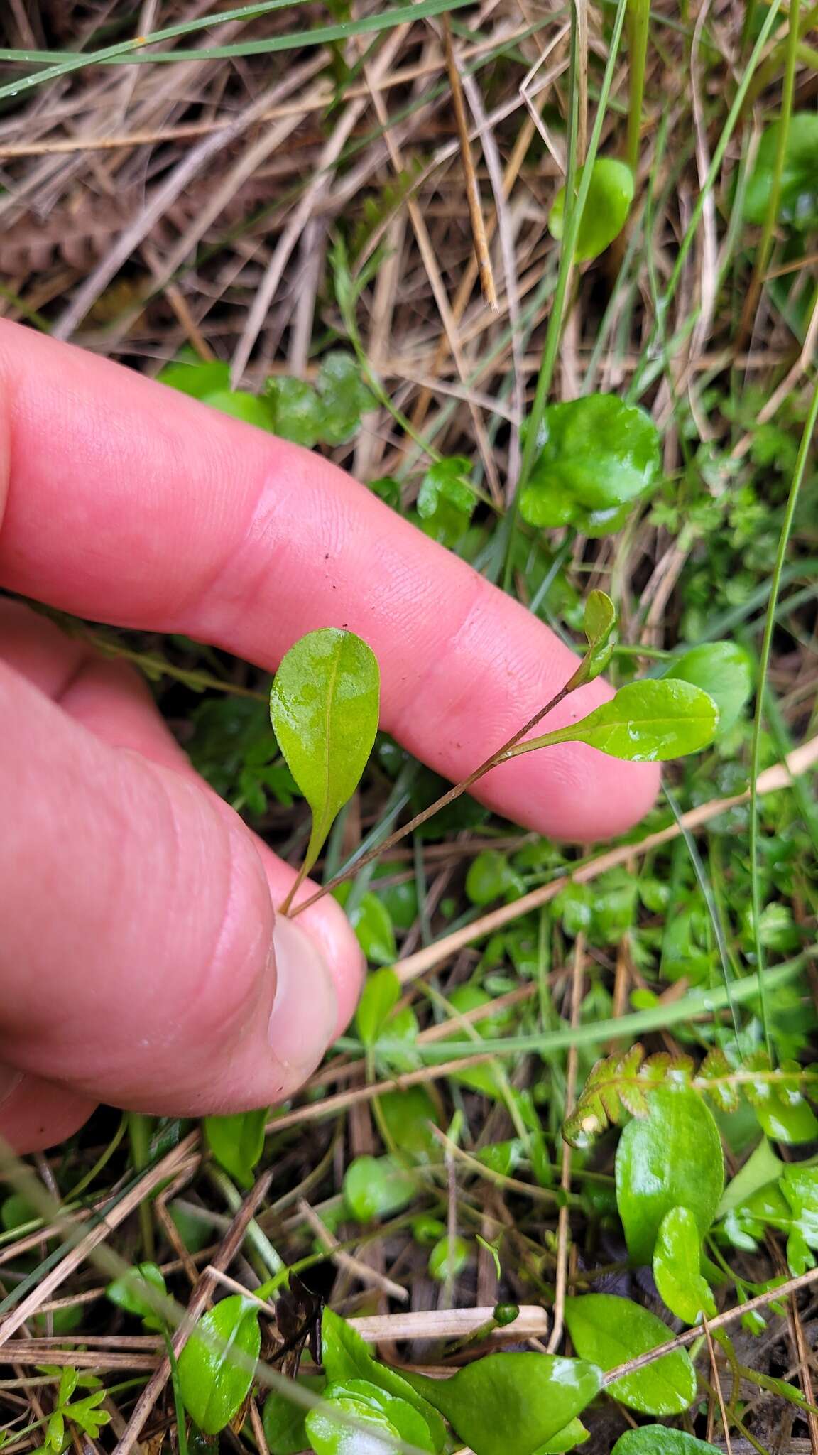 Image of Myosotis tenericaulis Petrie.