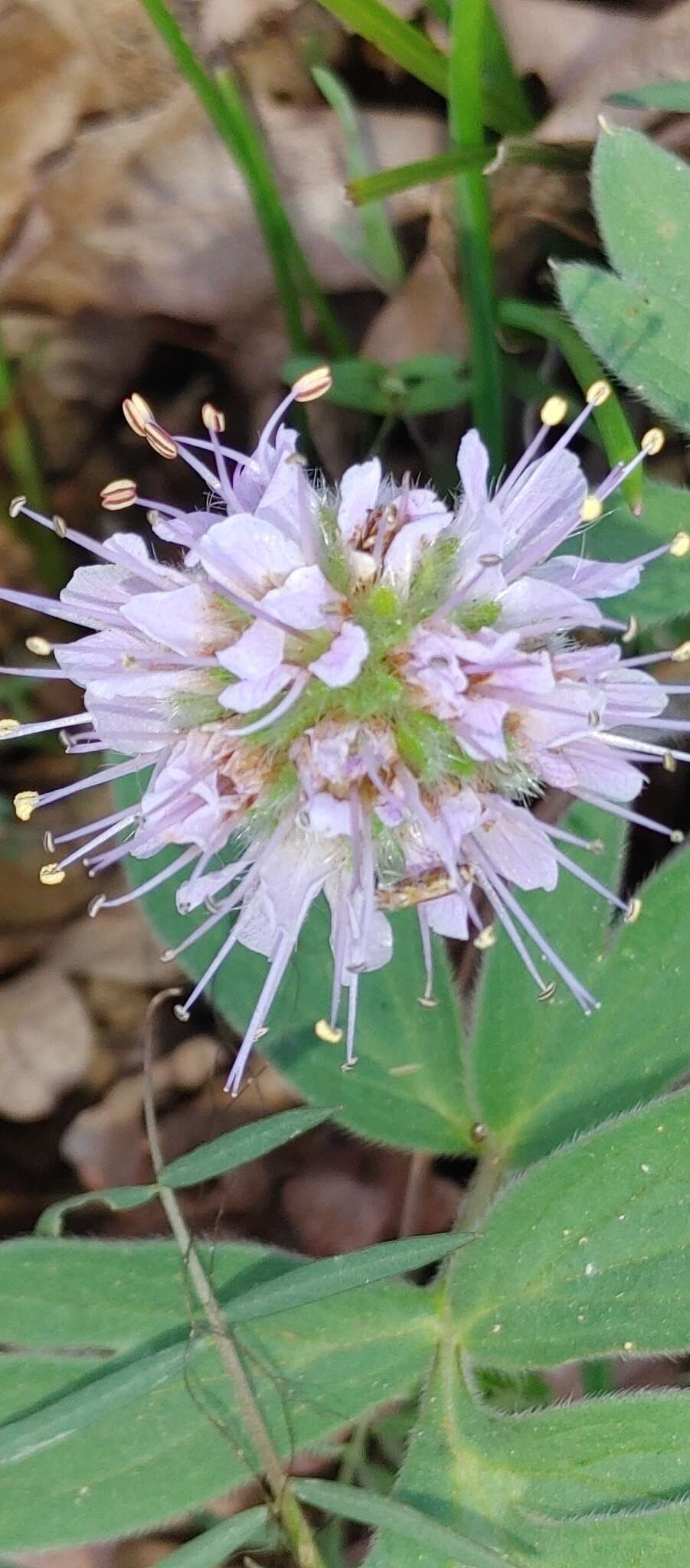 Hydrophyllum capitatum var. thompsonii (M. E. Peck) Constance的圖片