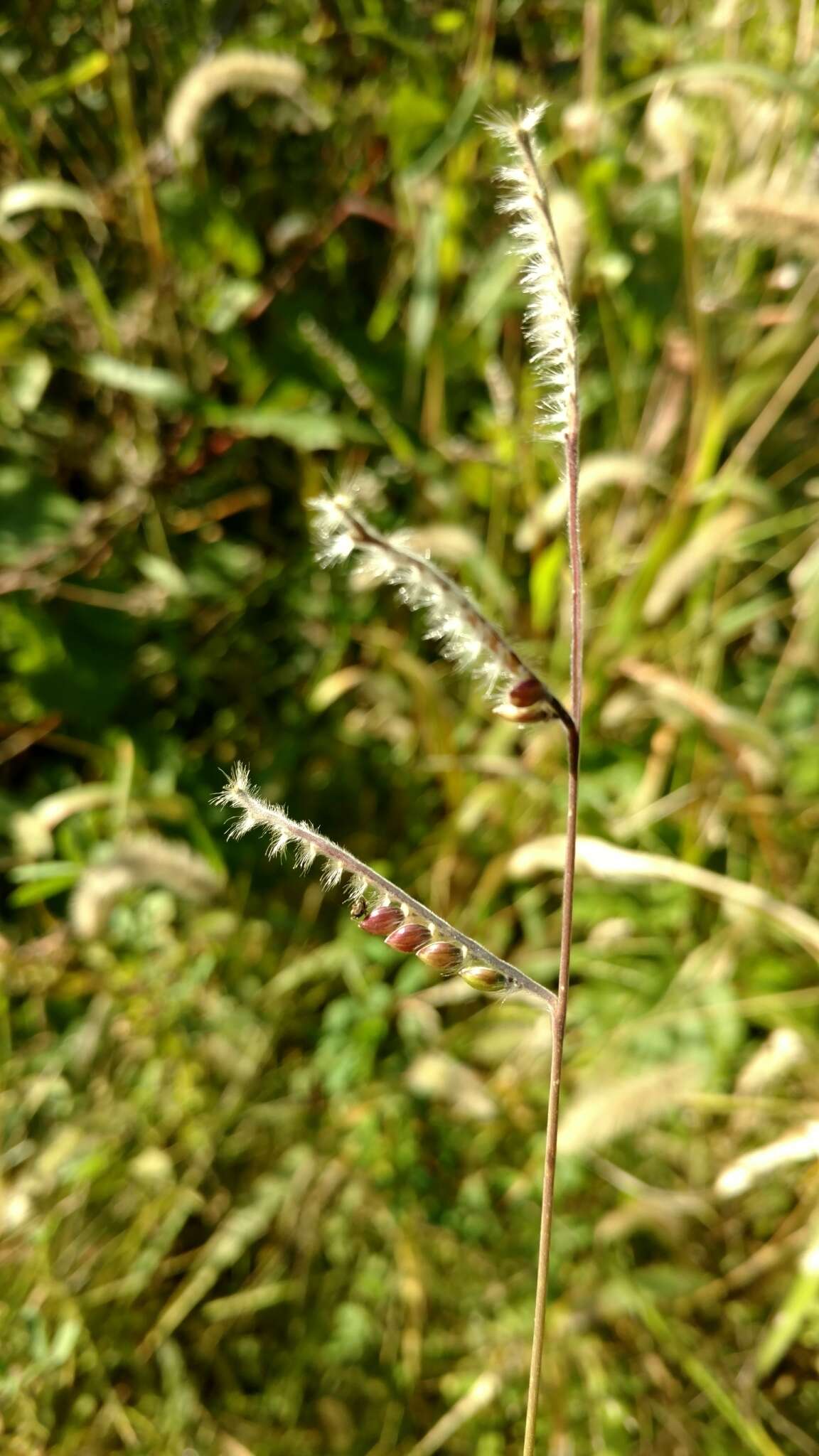 Image of hairy cupgrass