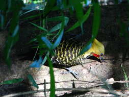 Image of Blond-crested Woodpecker