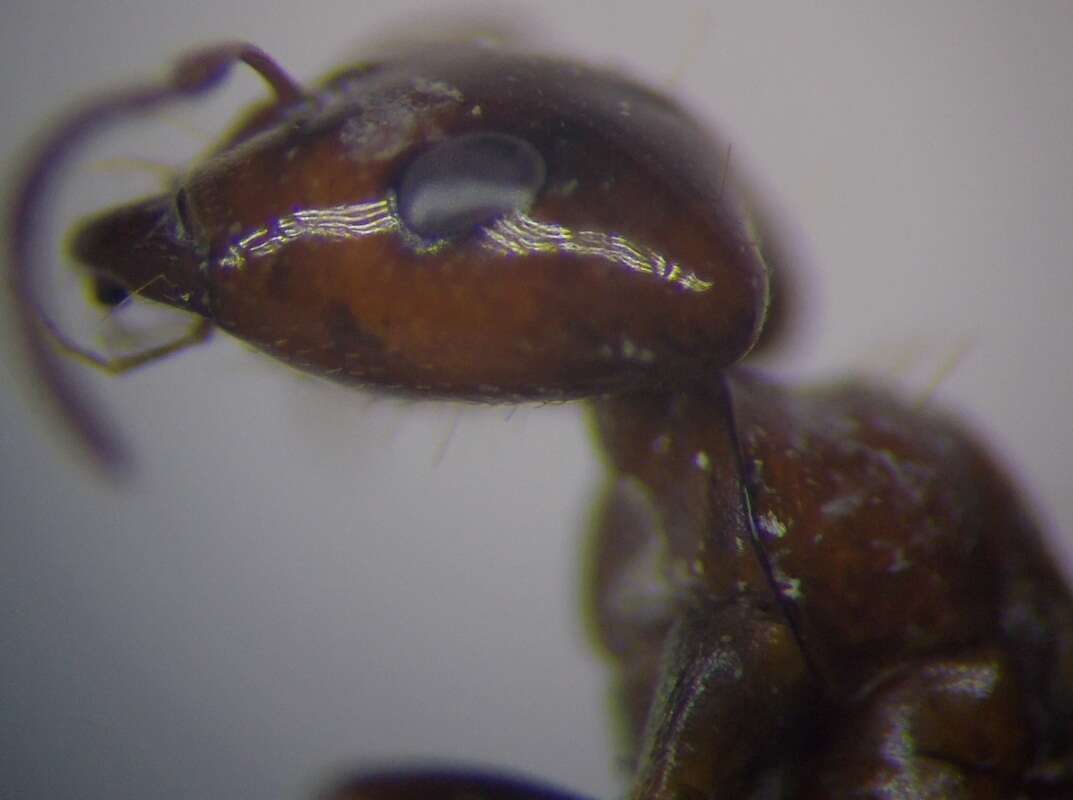 Image of Rossomyrmex