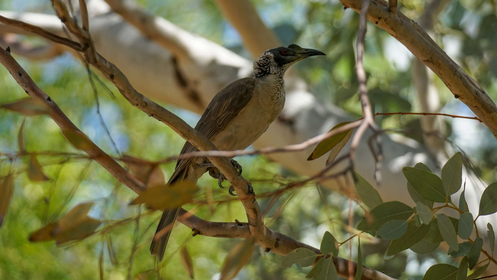 Image of Silver-crowned Friarbird