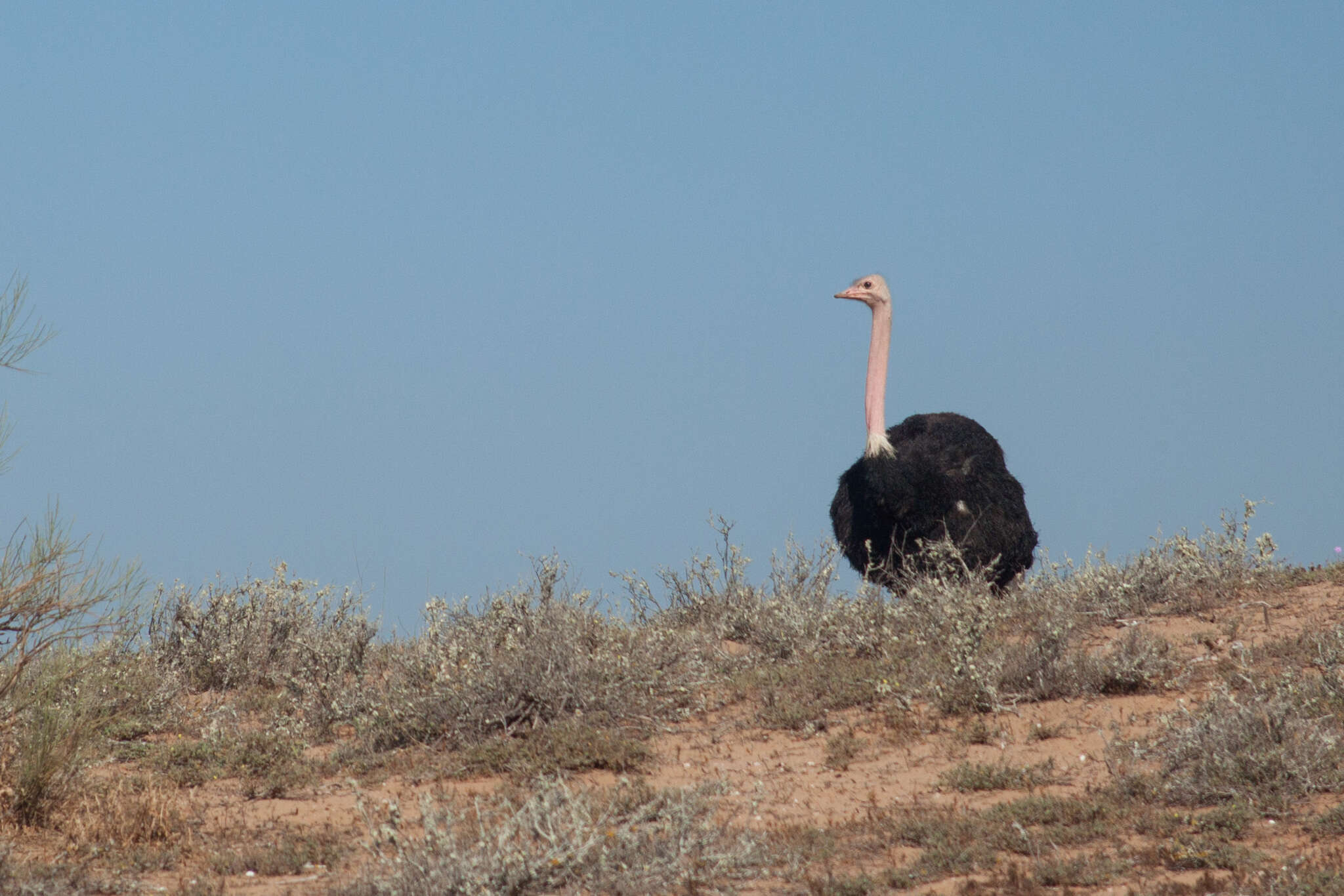 Image of North African ostrich