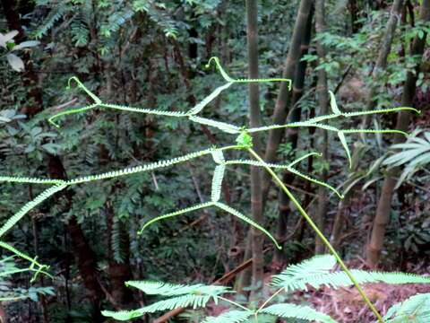 Image of Sticherus truncatus (Willd.) Nakai