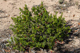 صورة Eremophila glabra subsp. glabra