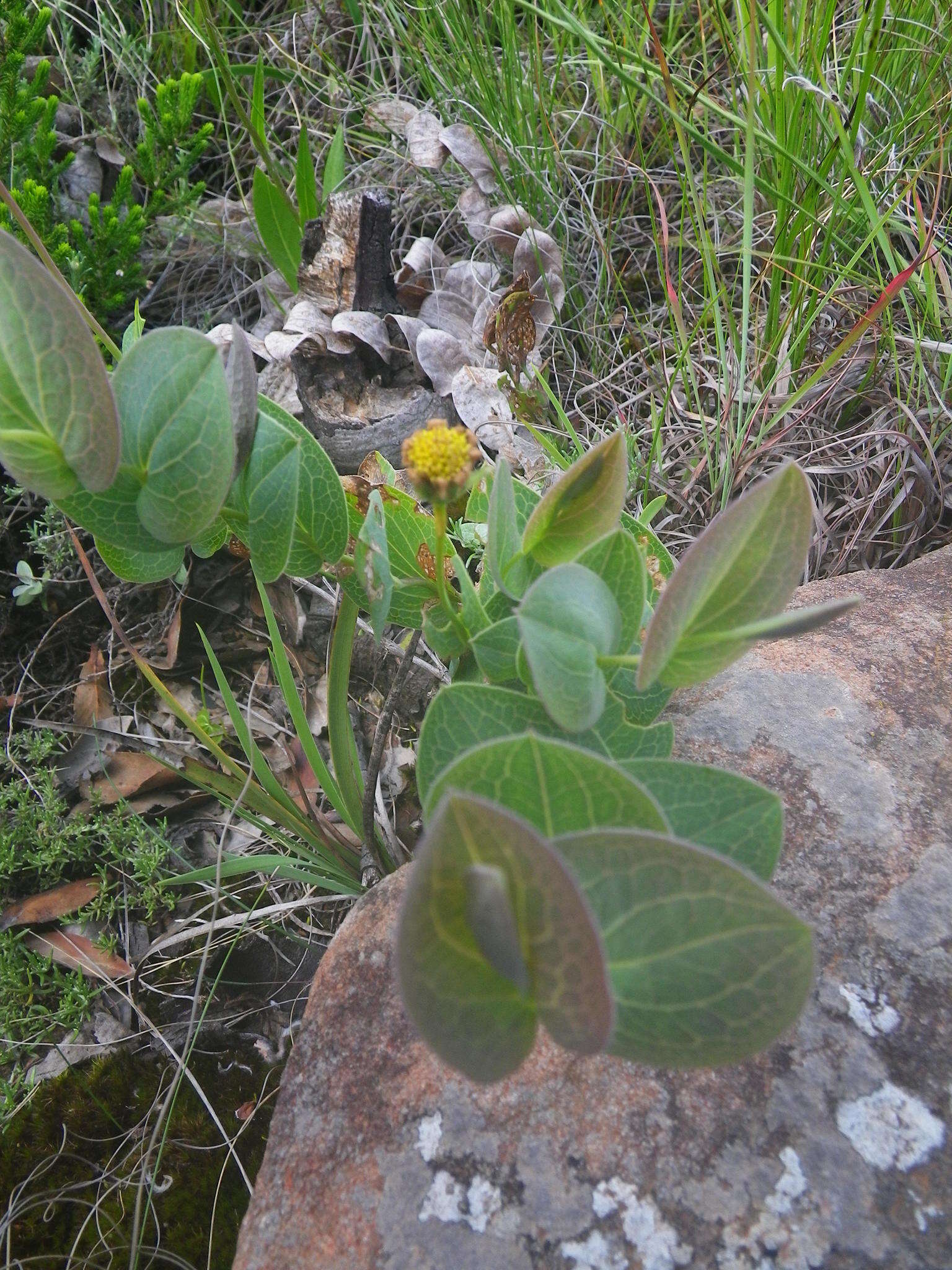 Image de Afroaster perfoliatus (Oliv.) J. C. Manning & Goldblatt