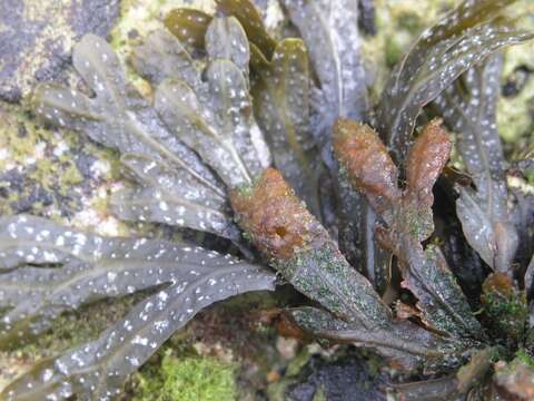 Image of Fucus virsoides