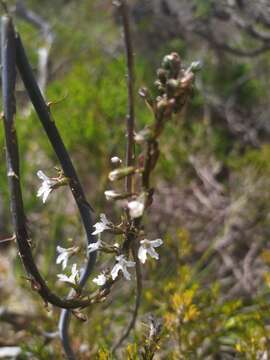 Image of Stylidium carnosum Benth.