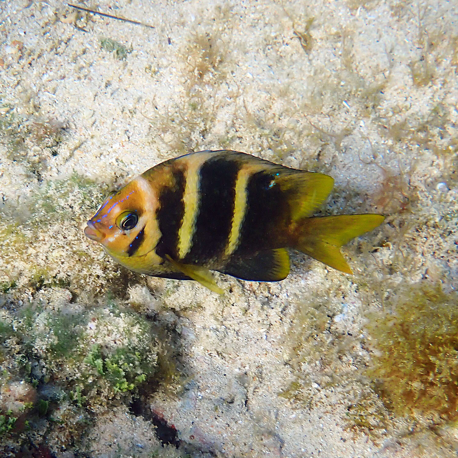 Image of Banded parma