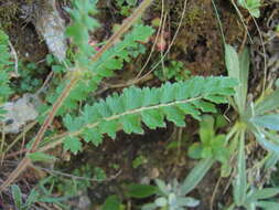 Imagem de Potentilla pimpinelloides L.