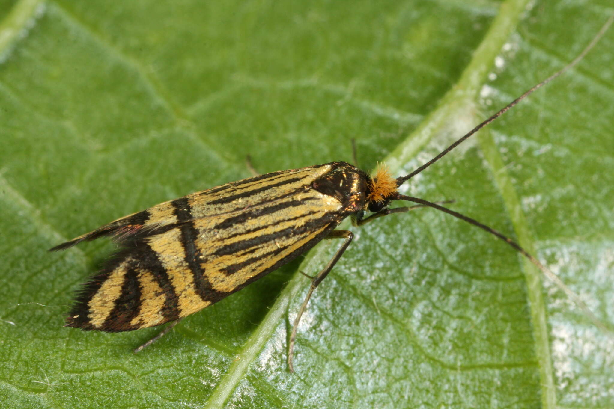 Image of Nemophora ochsenheimerella Hübner 1816