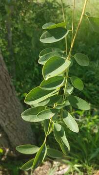 صورة Cassia abbreviata subsp. beareana (Holmes) Brenan