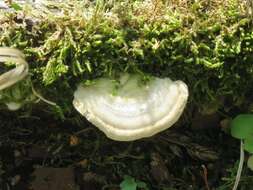 Image of Trametes hirsuta (Wulfen) Lloyd 1924