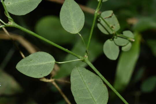 Image de Euphorbia mexiae Standl.