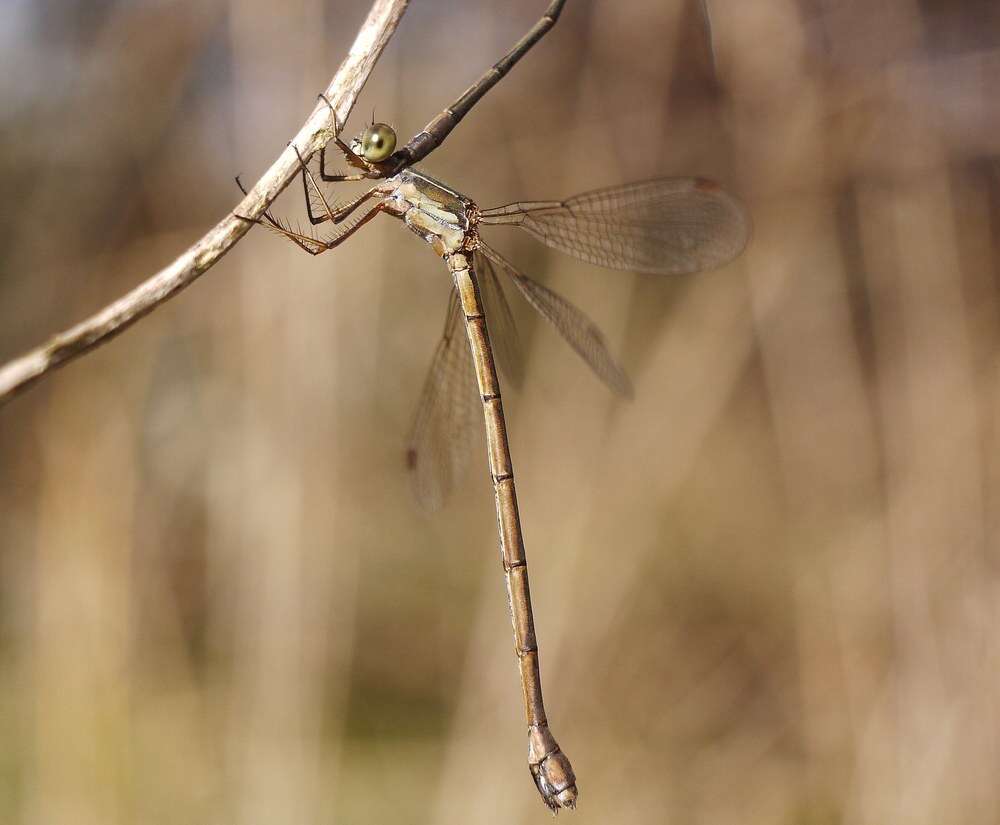 Image of Eastern Willow Spreadwing