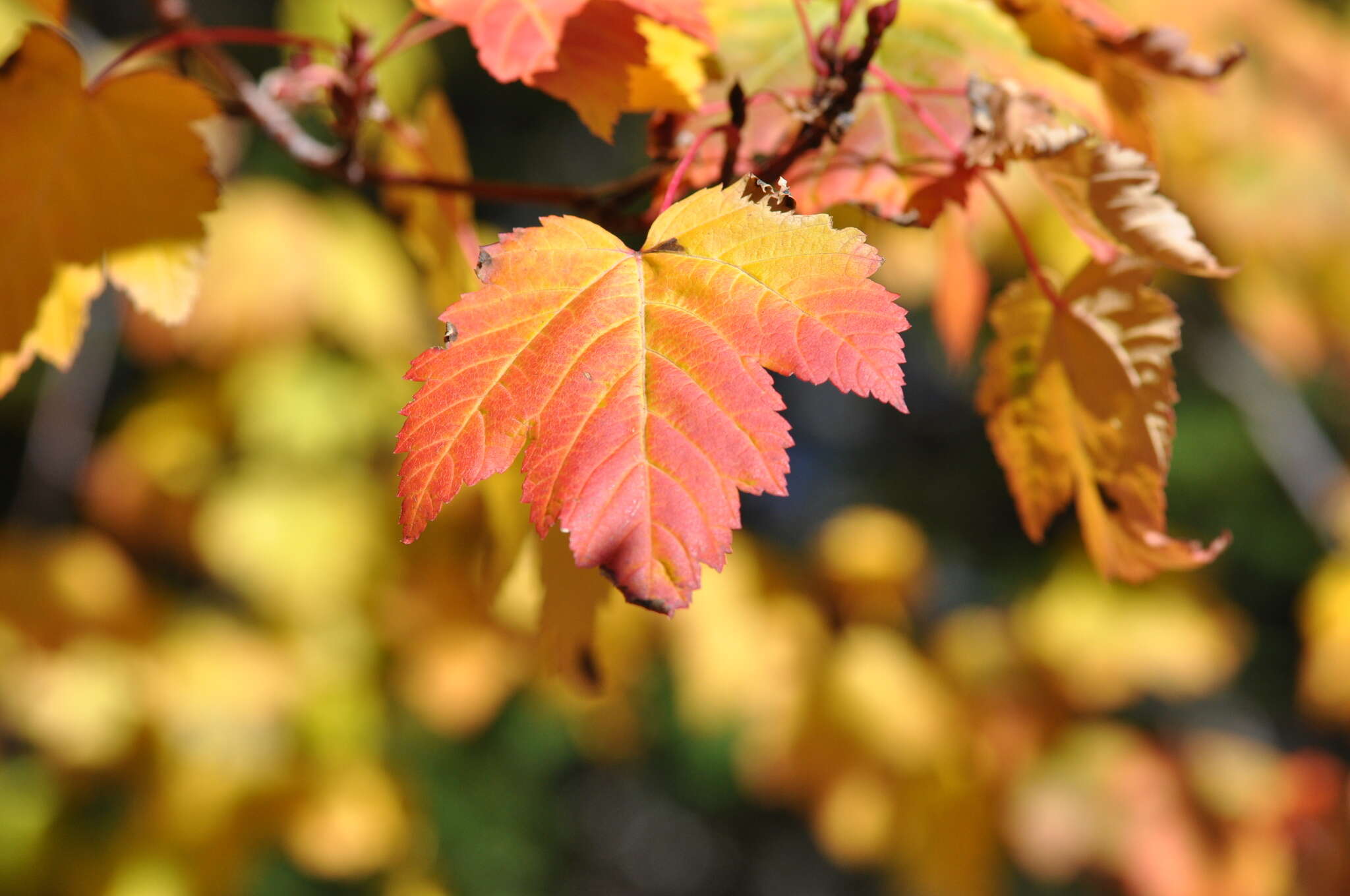 Image of Rocky Mountain maple