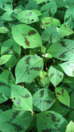 Image of Persicaria filiformis (Thunb.) Nakai