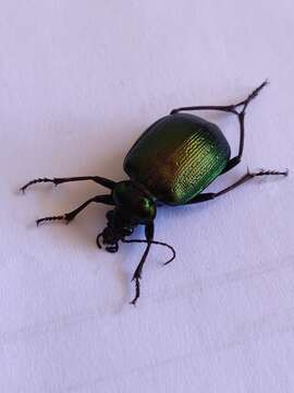 Imagem de Calosoma (Calosoma) schayeri Erichson 1842