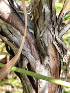 Image of Apalachicola St. John's-Wort