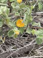 Image of Wright's Indian mallow