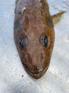 Image of Tiger flathead