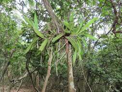 Image of Cyrtorchis praetermissa subsp. zuluensis (E. R. Harrison) H. P. Linder