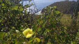 Image of Gossypium turneri P. A. Fryxell