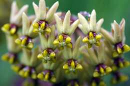 صورة Asclepias vicaria N. E. Br.