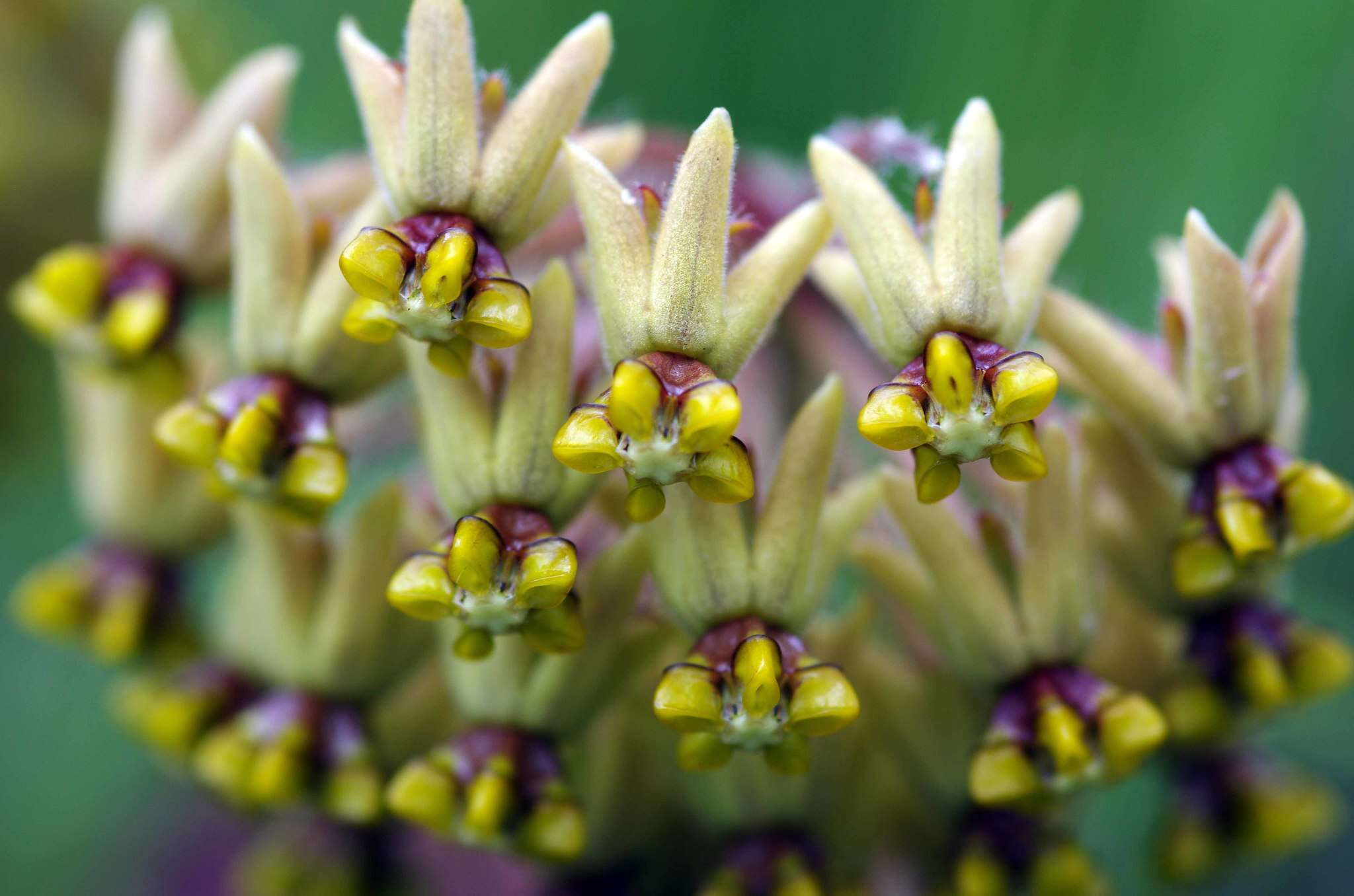 صورة Asclepias vicaria N. E. Br.