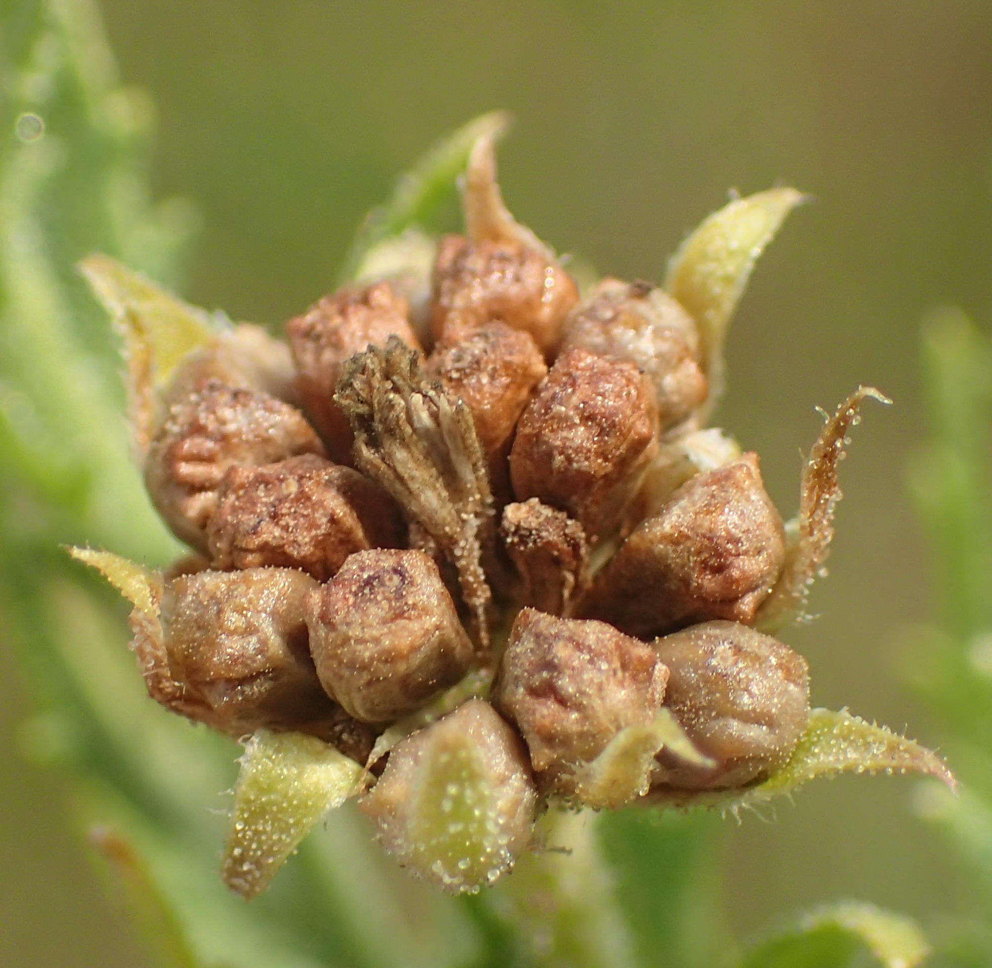 Image of Osteospermum muricatum subsp. muricatum