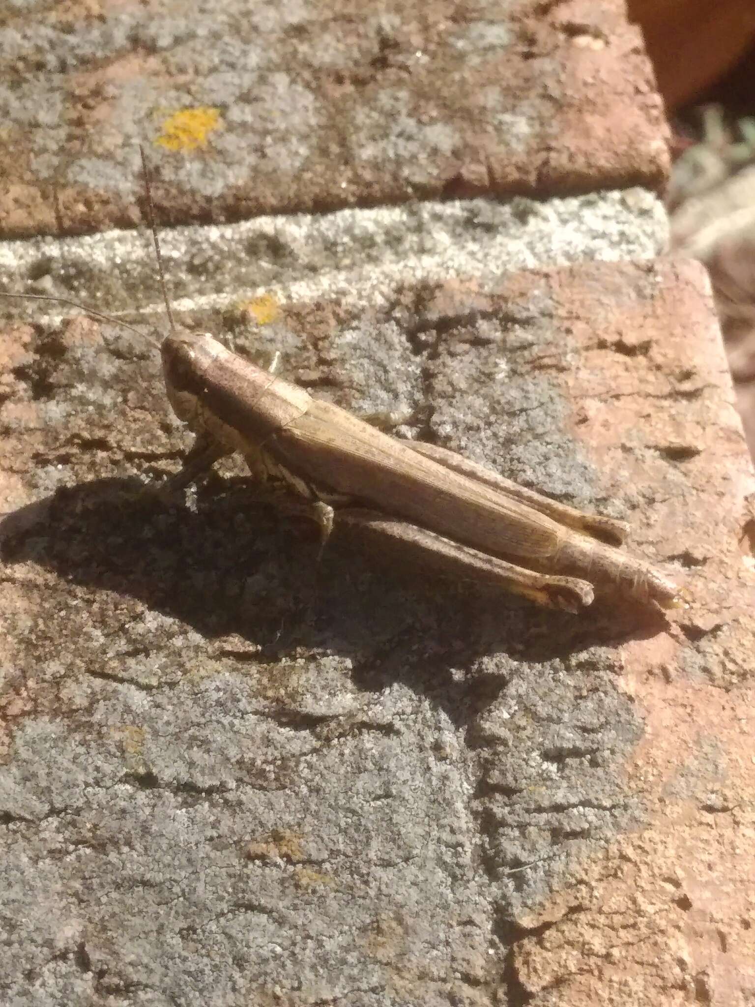 Image of Olive-green Swamp Grasshopper