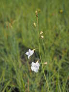 Image of Micrargeriella aphylla R. E. Fries