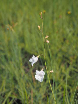 Image of Micrargeriella