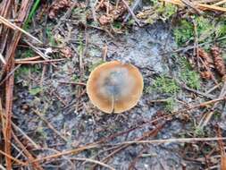 Image de Psilocybe aucklandiae Guzmán, C. C. King & Bandala 1991