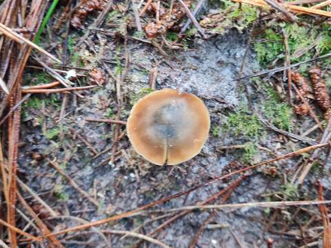 Image of Psilocybe aucklandiae Guzmán, C. C. King & Bandala 1991